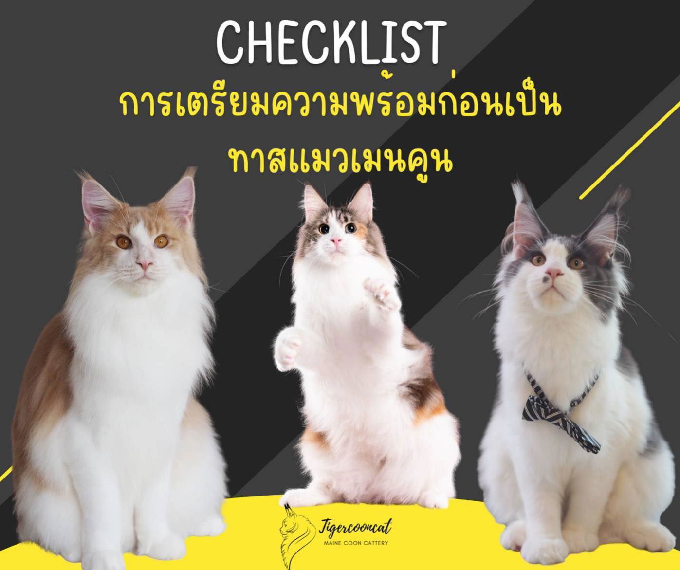 Check list “การเตรียมความพร้อมก่อนการเป็นทาสแมวเมนคูน”