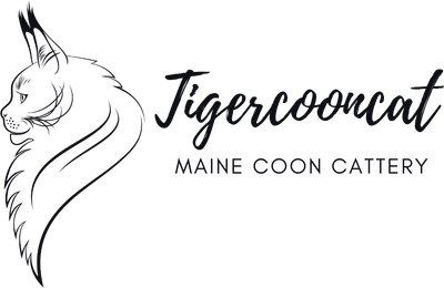 Tigercooncat Maine coon Cattery