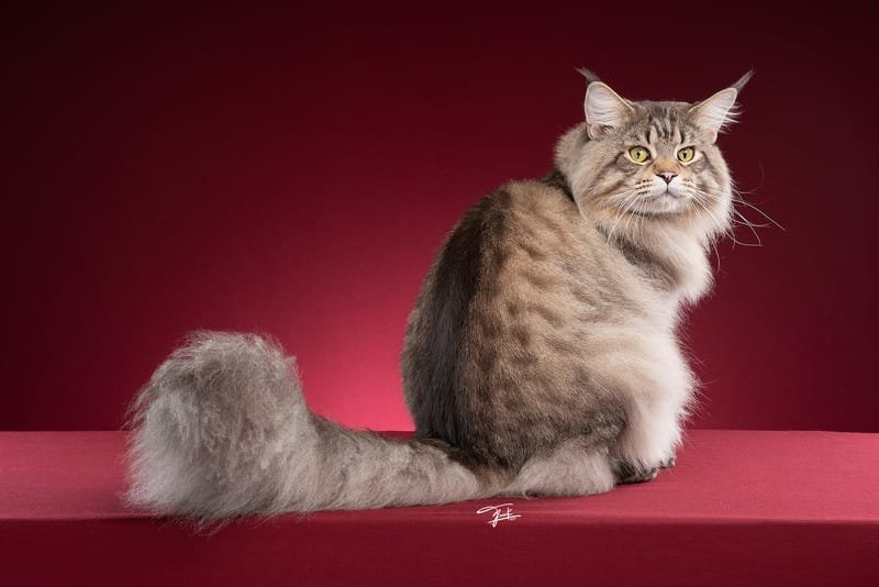 Maine Coon 猫 コレクション 模型 置物F - pa-ternate.go.id