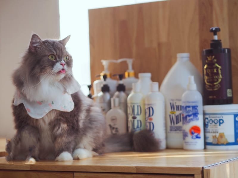 รับอาบน้ำ grooming อาบแมวประกวดด้วยผลิตภัณฑ์ Super Premium