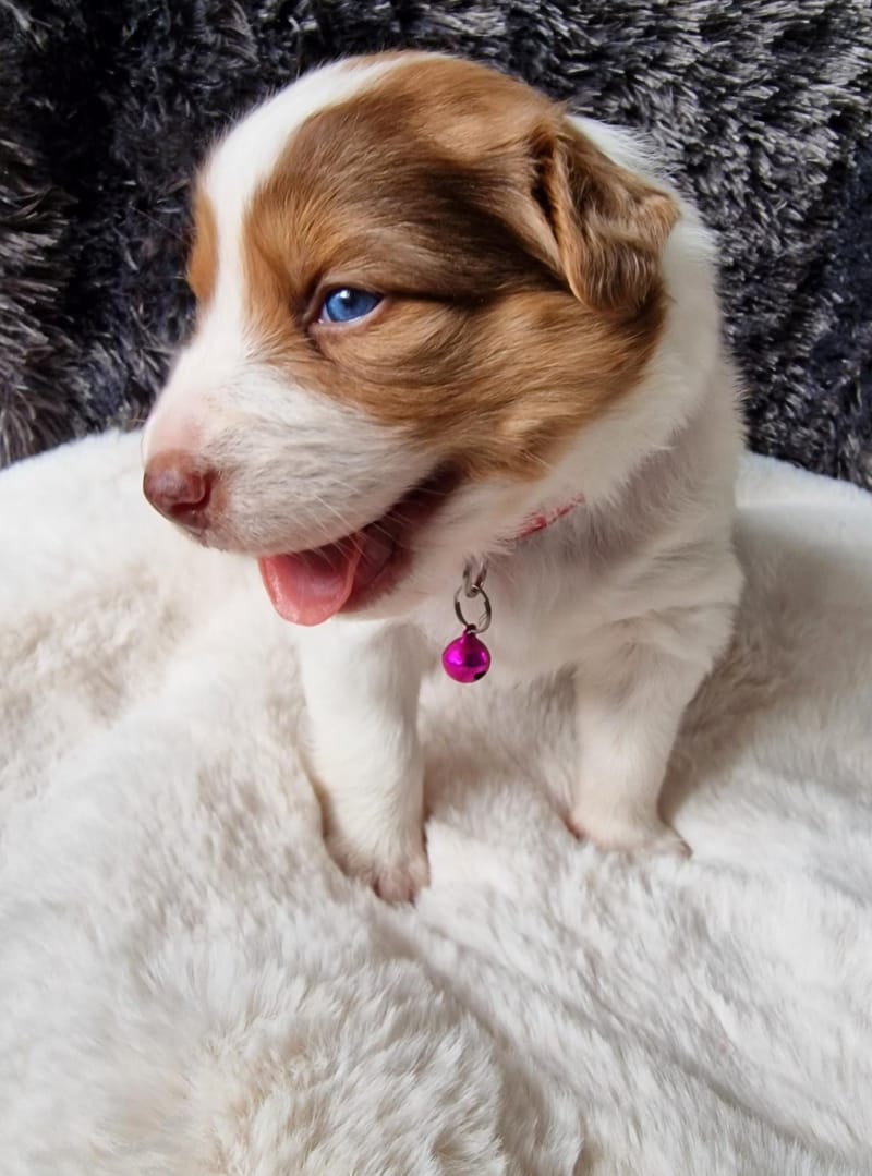 chiot border collie rouge merle tricolore élevage familial de border collie