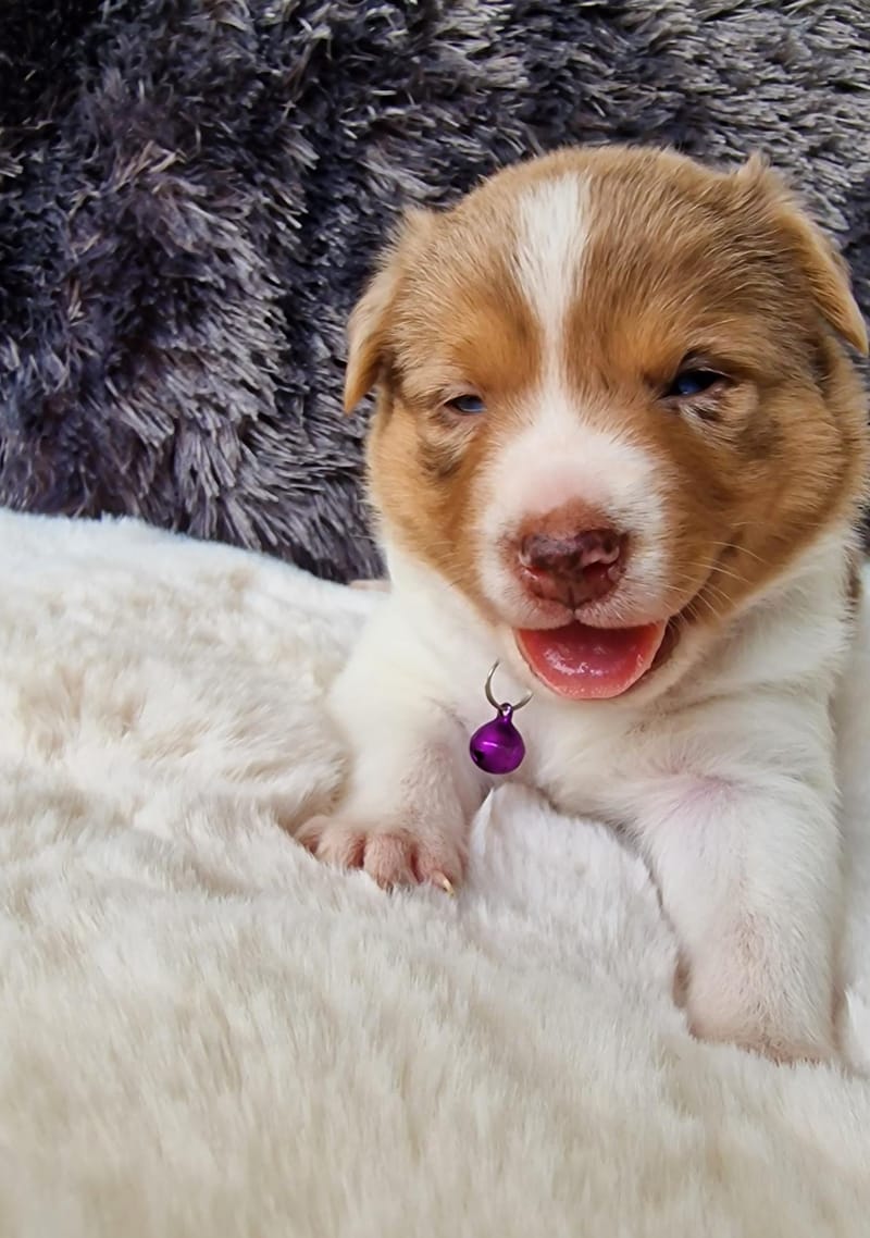 Chiot Border Collie Rouge Merle Tricolore Levage Familial De Border