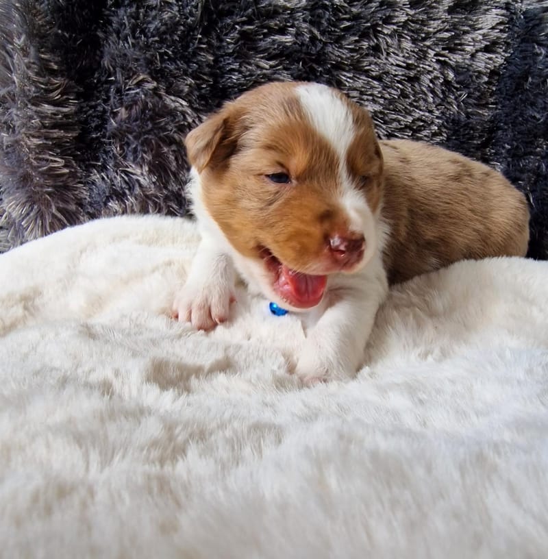 Chiot male rouge merle tricolore élevage familial de border collie