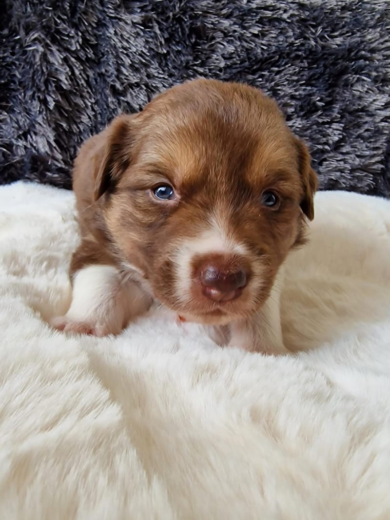 chiot border collie rouge Tricolore " chocolat " élevage familial de border collie