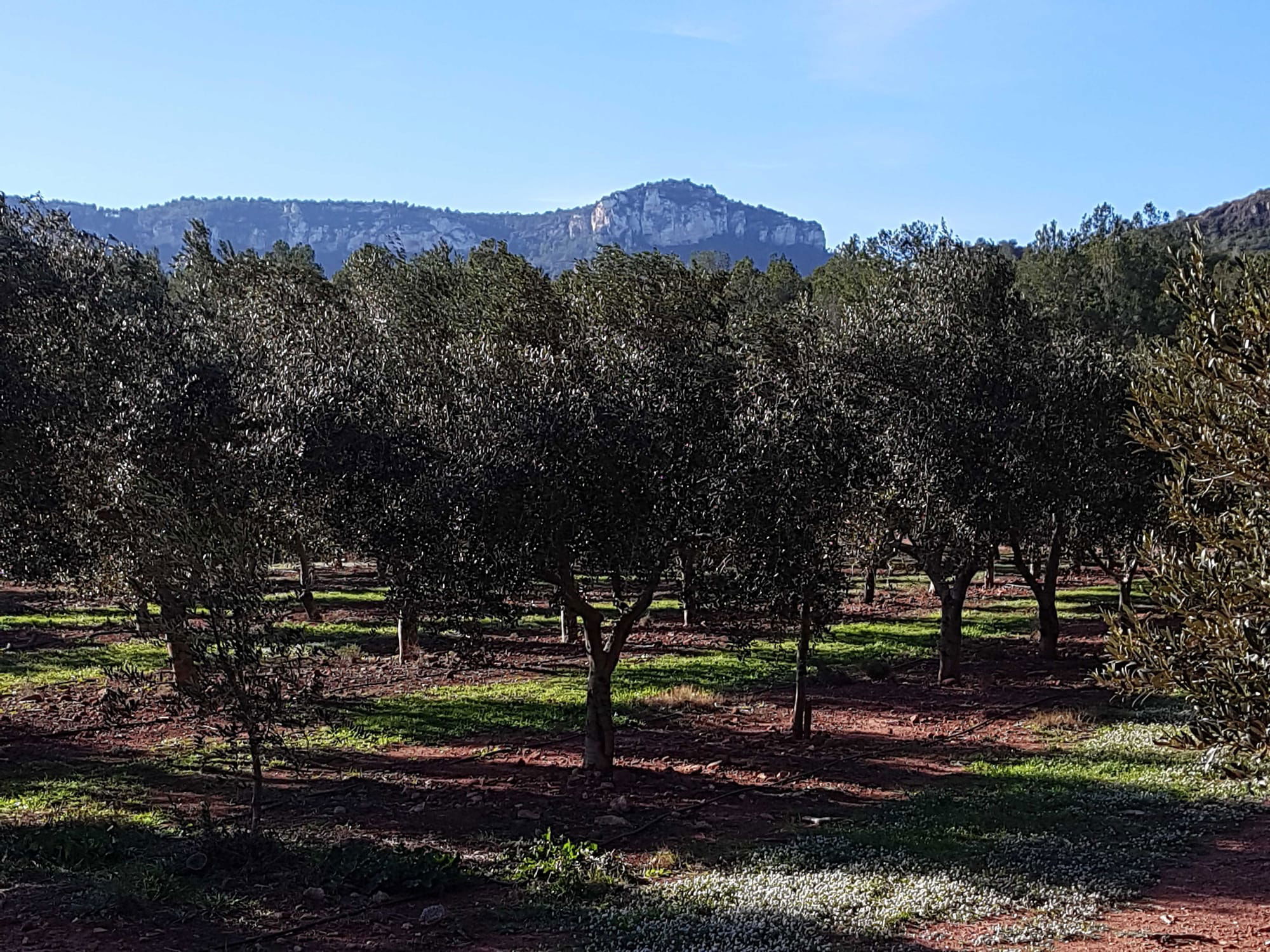 07/01 Mainou (ten zuiden van Cambrils), fietsen en wandelen rondom Cambrils