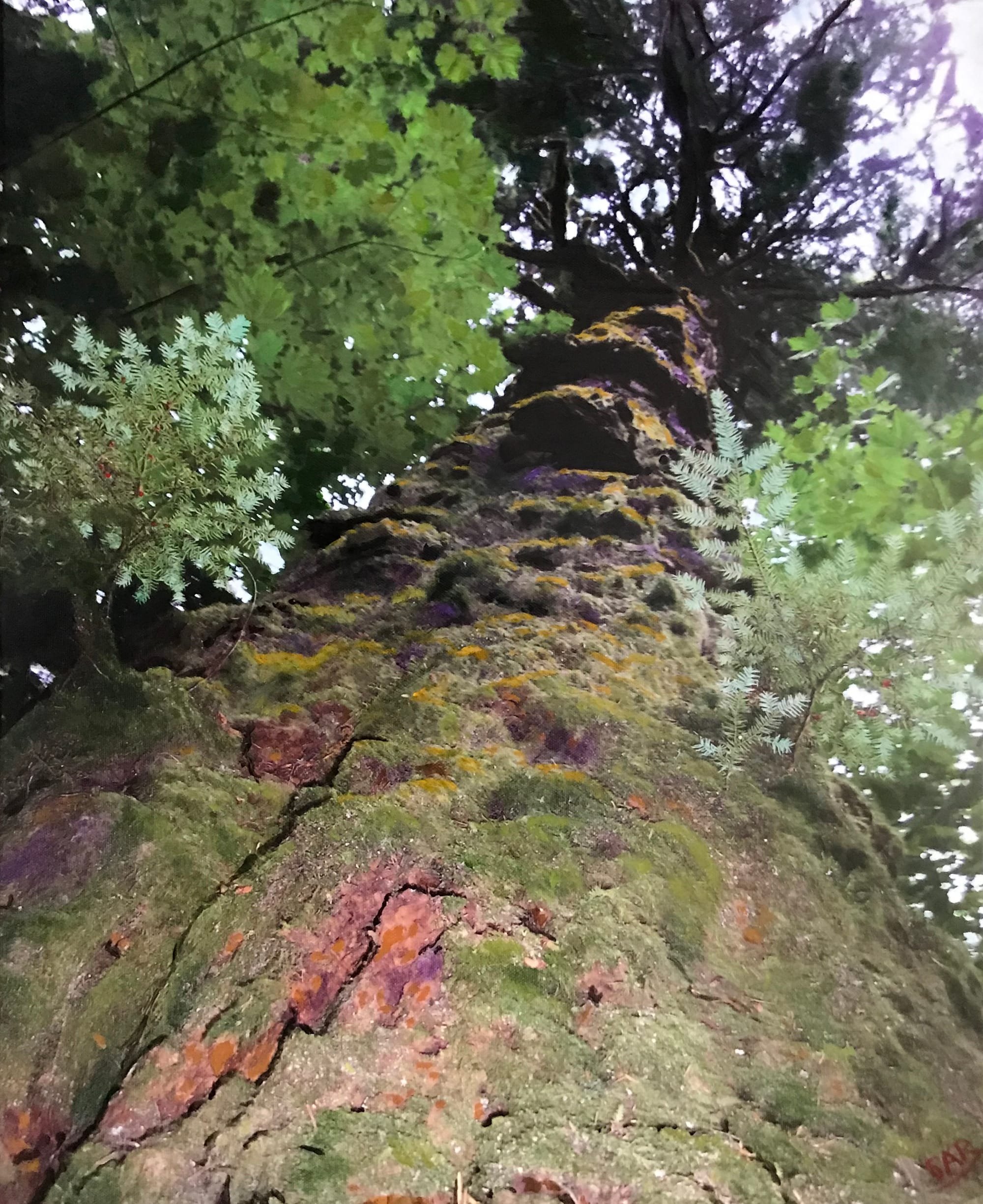Savannah Tree Trunk