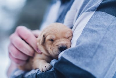 Animal hospital 1 image