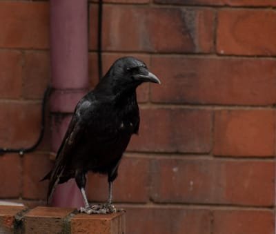 About Crows image