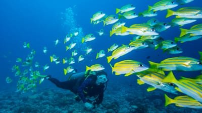 Importance of Scuba Diving  Training image