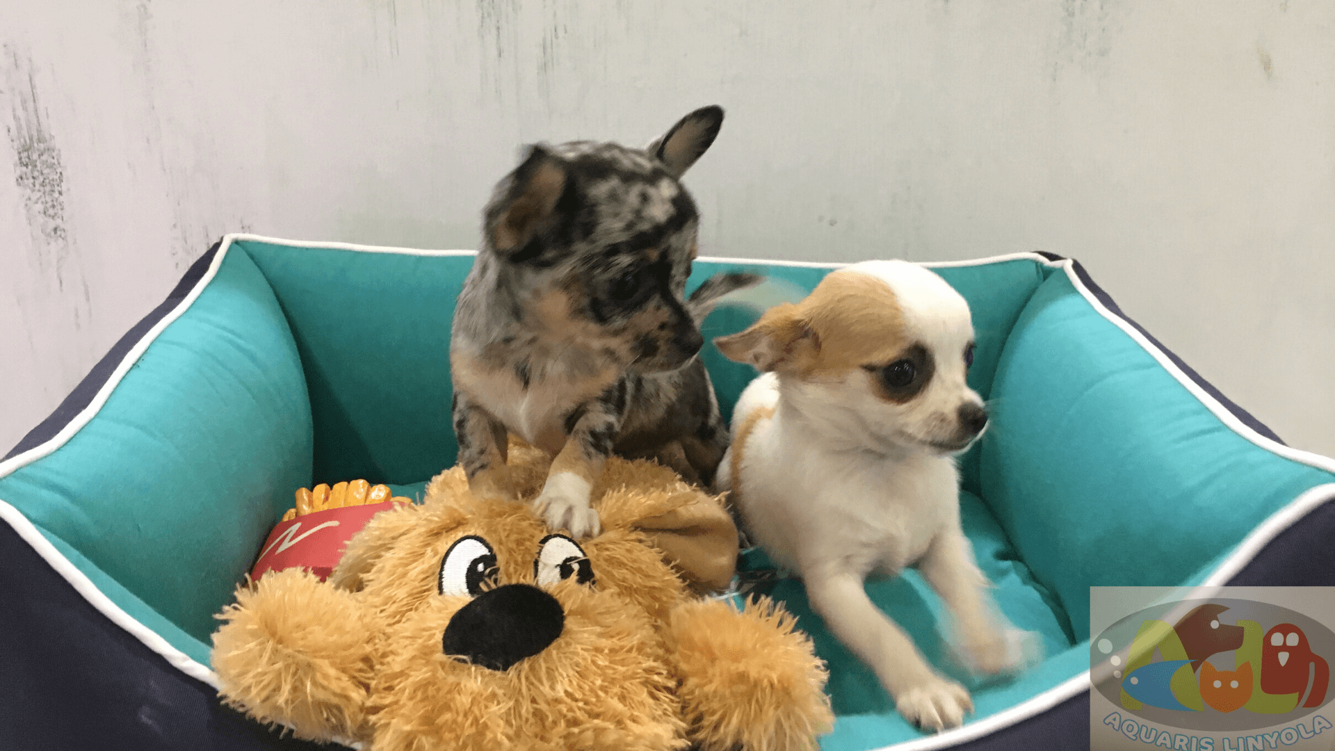 Chihuahua