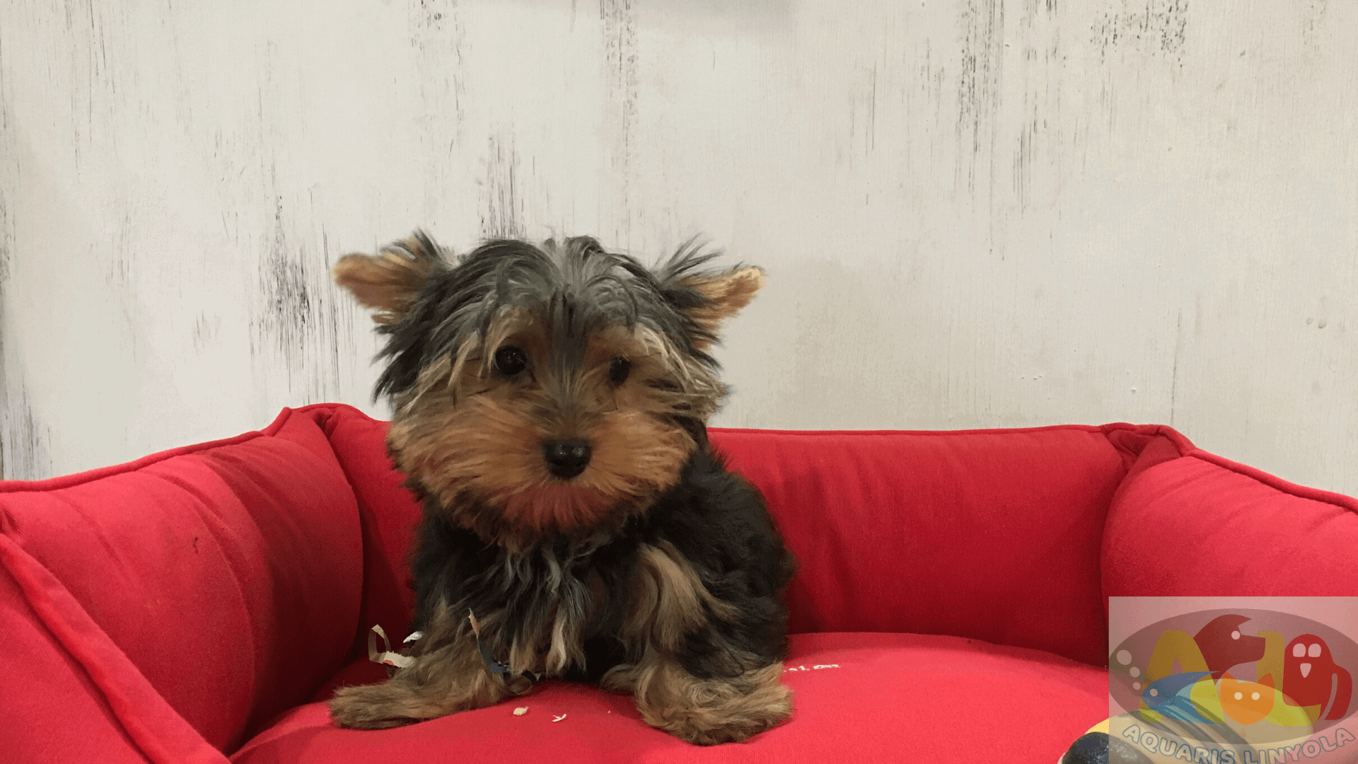 Yorkshire Terrier