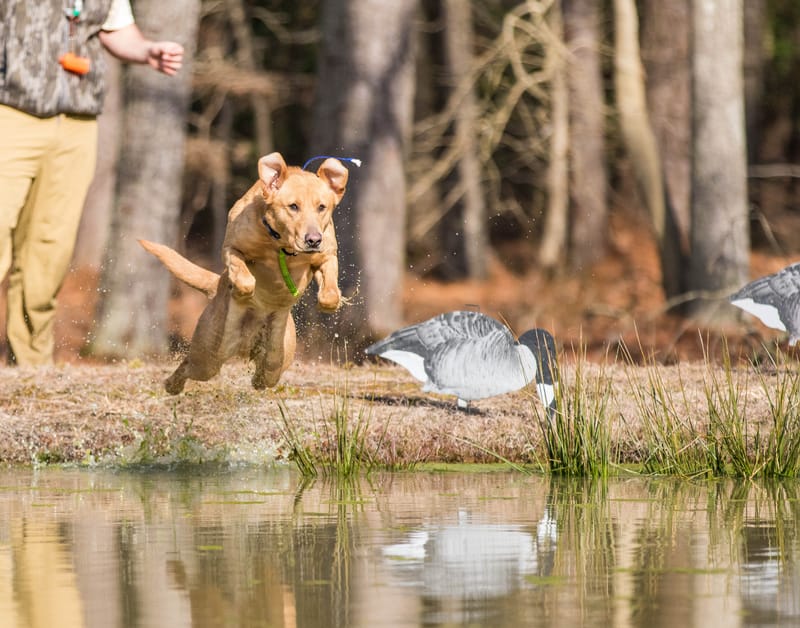 Basic Gundog