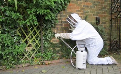 Tips For Choosing a Good Pest Control Service image