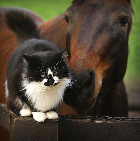 Chats et chevaux