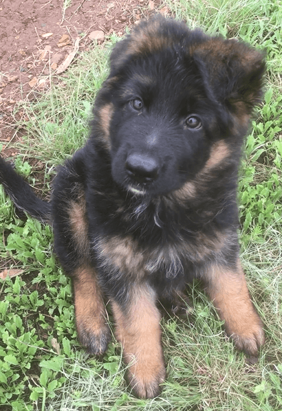 Etoshanne German Shepherds Etoshanne