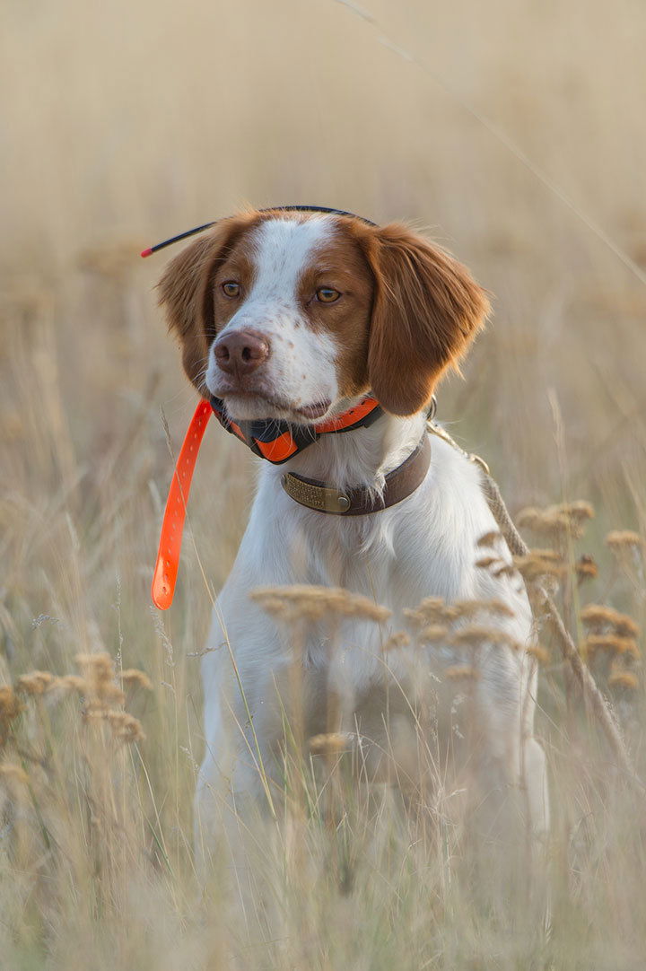 I offer private training sessions for upland bird dogs and their owners.