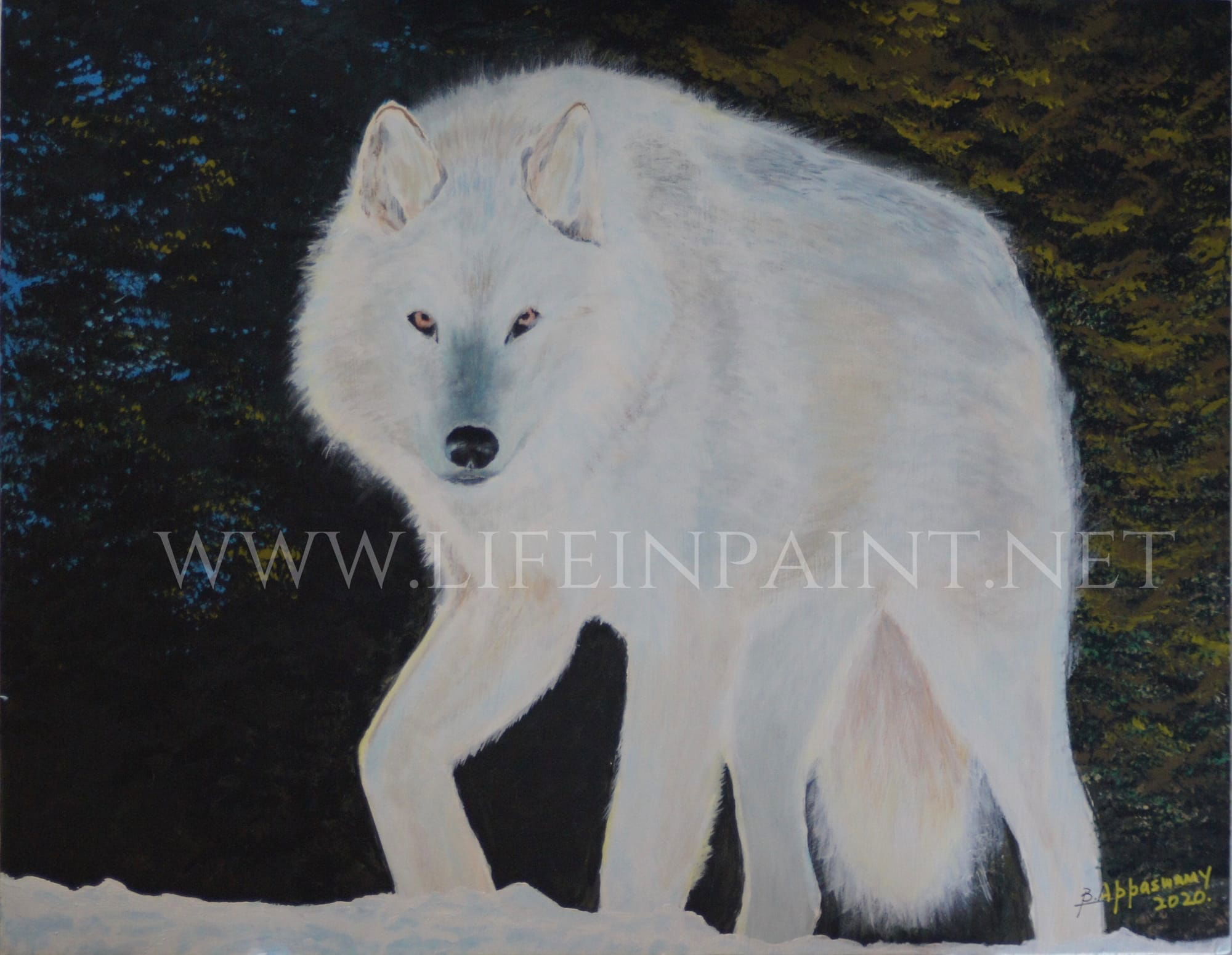 Arctic Wolf