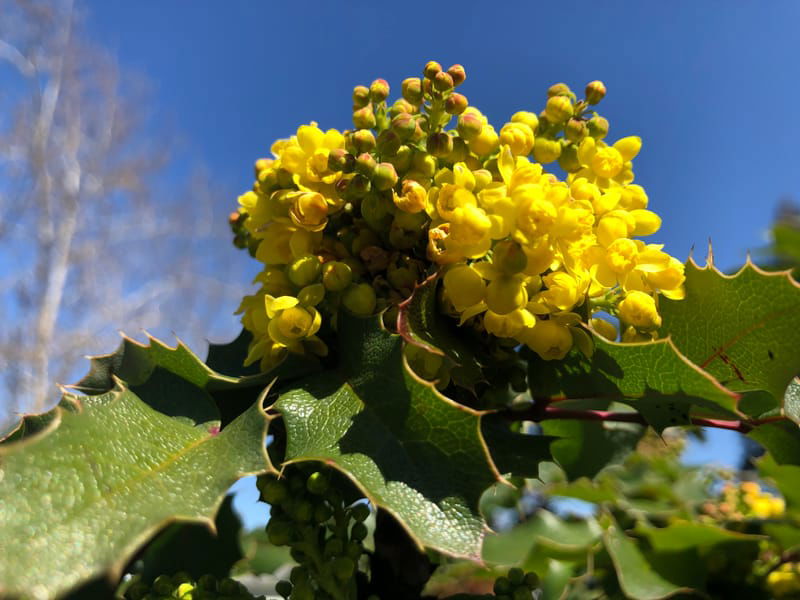 Free Spring Plant Walk at the Enchanted Forest