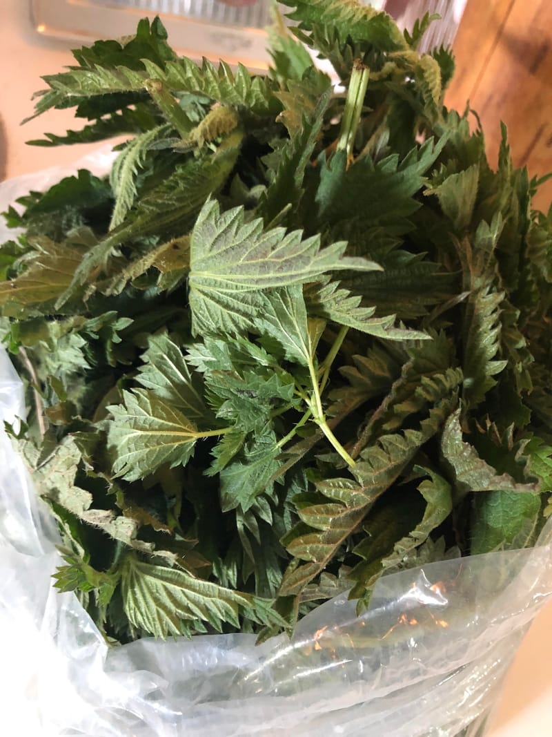 May- NETTLE- POSTPONED- Whole Plant, Whole Body Medicine