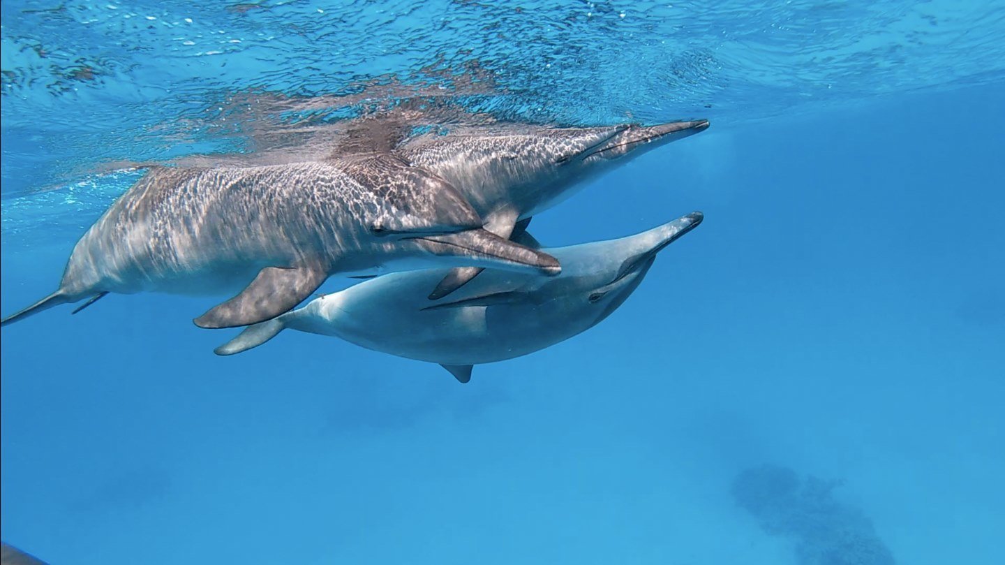 De Dolfijnen en Ons