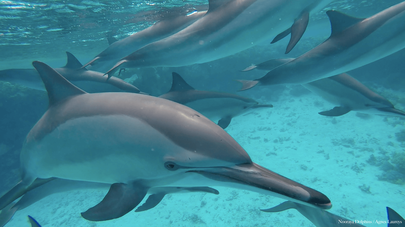Presentatie van de dolfijnenreizen in 2020