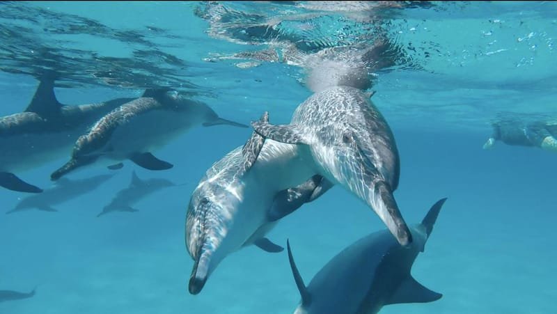 Information meeting for the dolphin trip from July 14 to 21