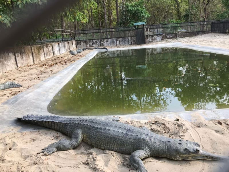 Crocodile Breeding Center