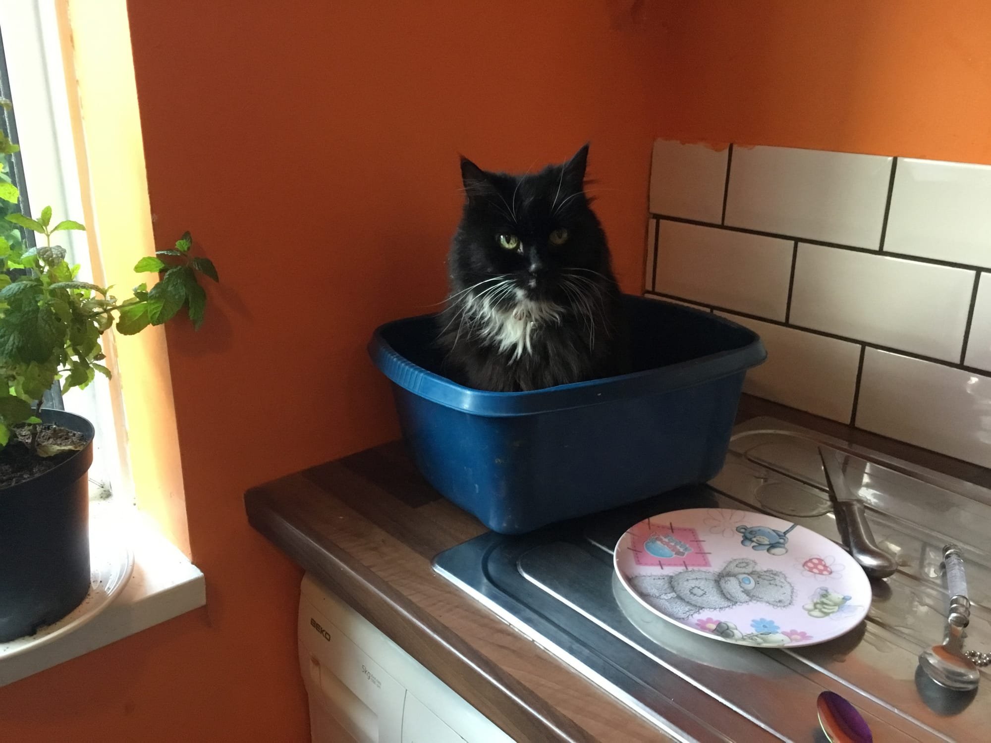 cat in dish