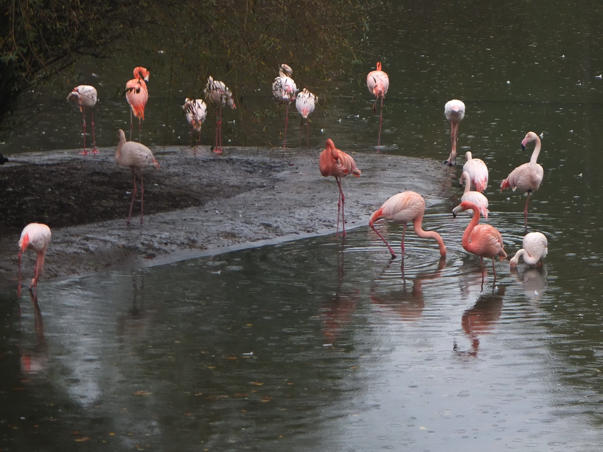 Bei Regen im Zoo: Flamingos