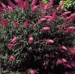 Butterfly  Bush Rapberry