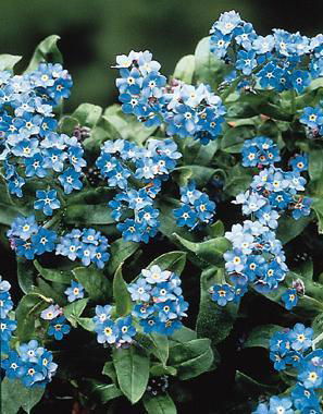 Forget Me Nots