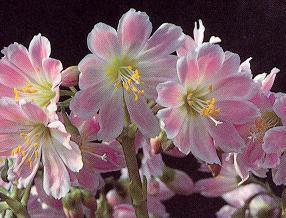 Lewisia