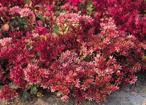 Sedum