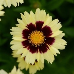 Coreopsis Cream and Red