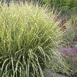 Miscanthus