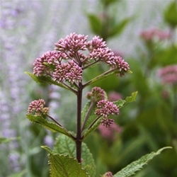 Joe Pye Weed