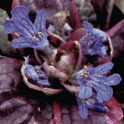 Ajuga