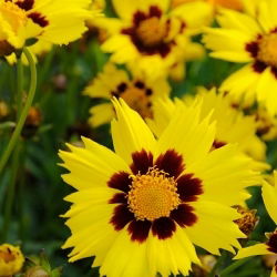 Coreopsis Sunfire