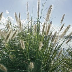 Pennisetum