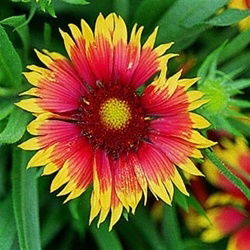 Gaillardia Goblin