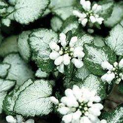 Lamium White