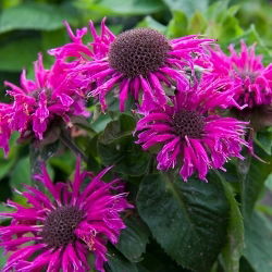 Bee Balm Purple