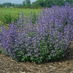 Nepeta Walkers Low