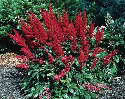 Astilbe Red