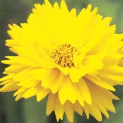 Coreopsis