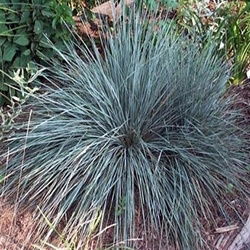 Blue Fescue