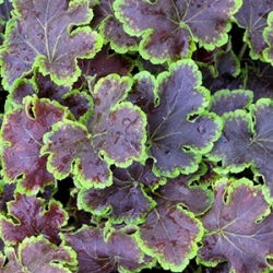 Heuchera Solar Eclipse