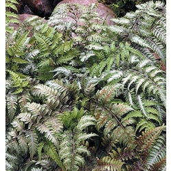 Fern Japanese Painted