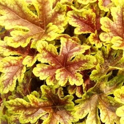 Heucherella