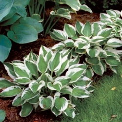 Hosta Patriot